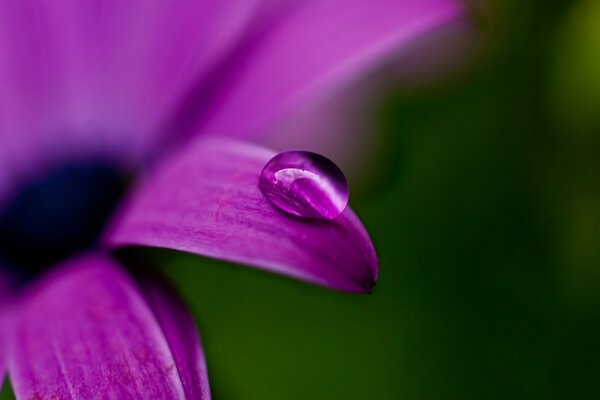 Fiore viola con una goccia di rugiada sul petalo. Riprese macro