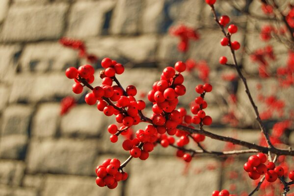 A bunch of red berries on the background of a brick wall