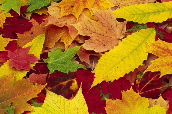 Autumn colorful leaves on the ground