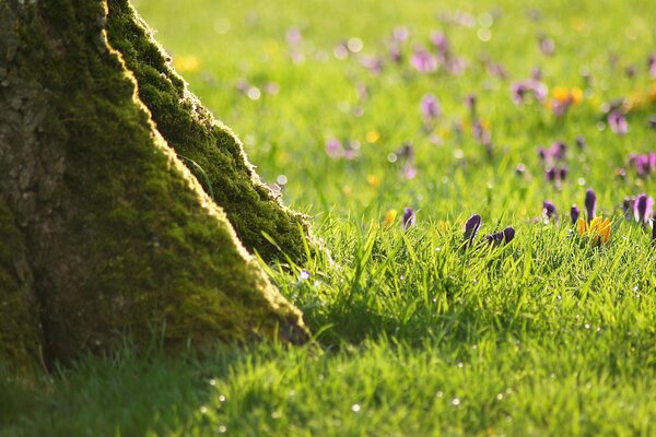 Baum im Gras neben Blumen