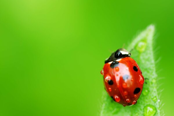 Makro-Foto. Marienkäfer auf einem grünen Blatt