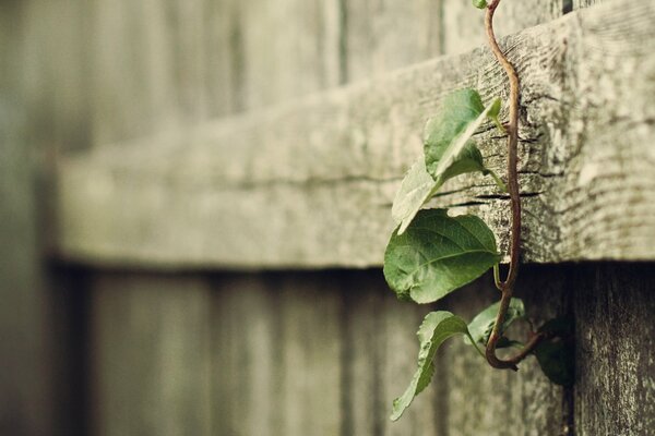 La planta que teje por la cerca de madera