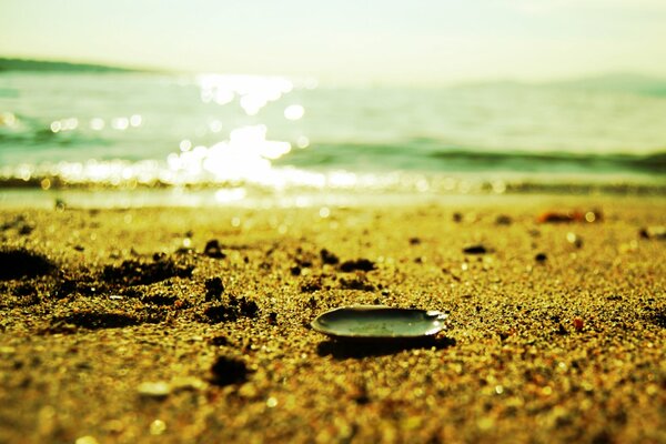 Petit coquillage sur le sable sur la ligne de surf