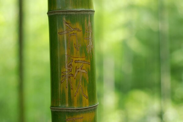 A green bamboo trunk with hieroglyphs. Nature is beautiful