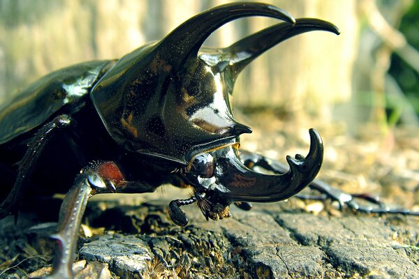 Coléoptère rhinocéros avec cornes, moustaches, pattes et carapace