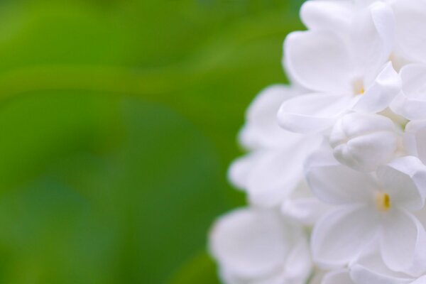 Flores blancas sobre fondo verde