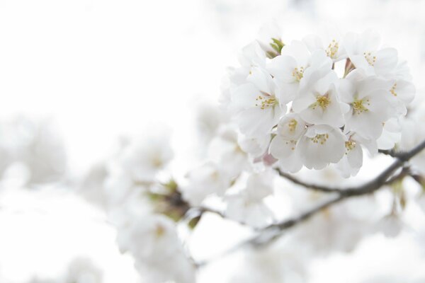 Weißer Zweig der schönen Blumen