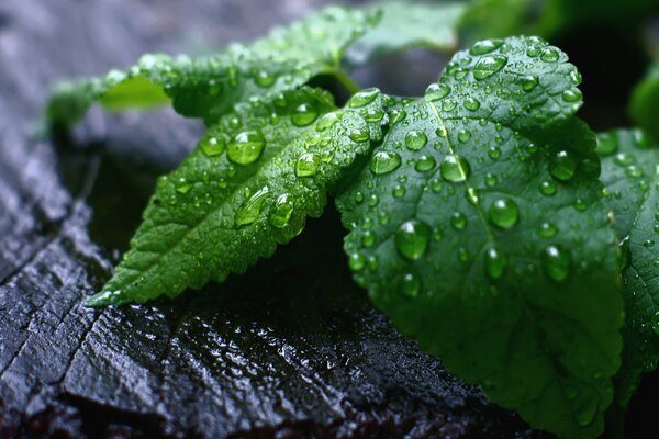 Wassertropfen auf den grünen Blättern der Pflanze