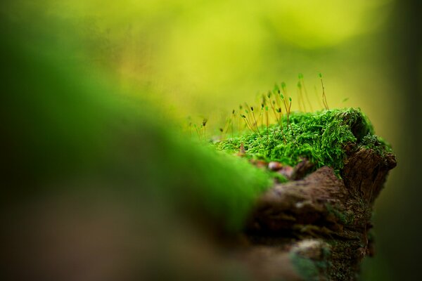 Mousse verte juteuse en macro