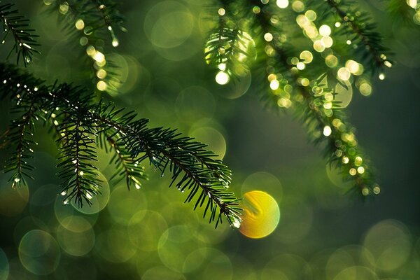 Spruce branches covered with dew