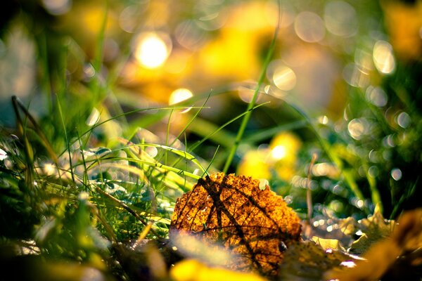 Autumn leaf in the green grass