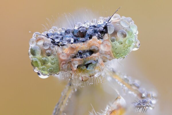 Macro-style dragonfly in dewdrops