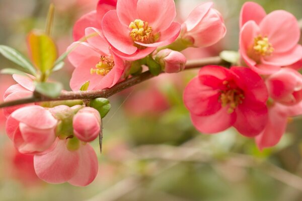 A twig with blooming pink flowers