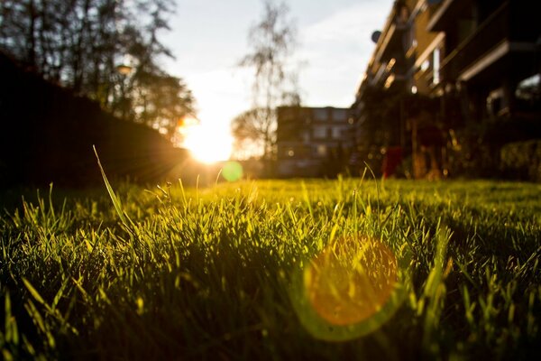 Piękny letni Zachód słońca . fotografowanie makro