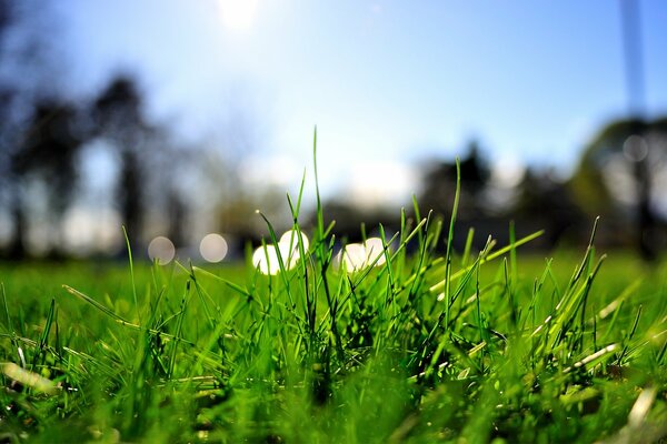 Im grünen Gras sind transparente Lichter