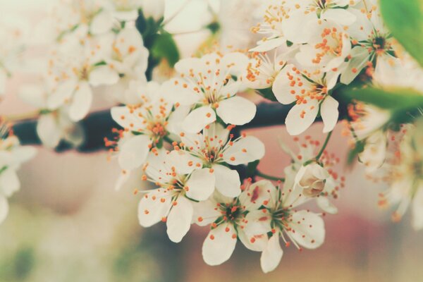 Weiße zarte Blüten im Frühling