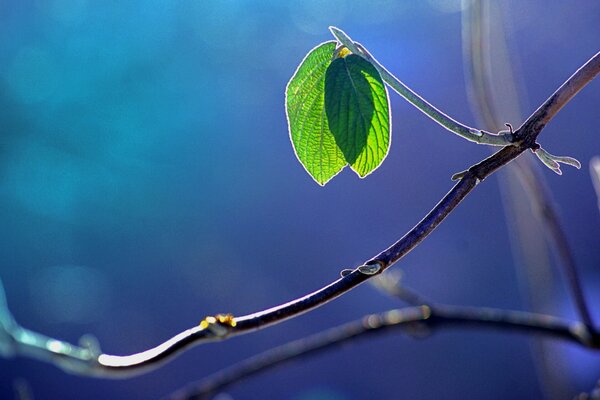 Two leaves on a tree branch