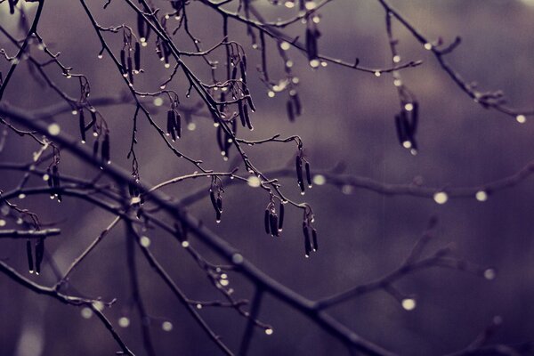 A beautiful frame of twigs and droplets