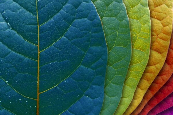 Une telle gradation de la lumière est très populaire