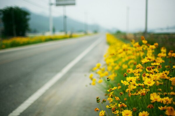 Yellow flowers by the road