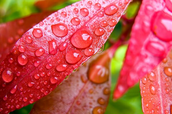 Gotas de rocío matutinas en hojas rojas