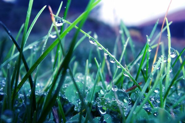 Tautropfen auf dem Gras nach dem Regen