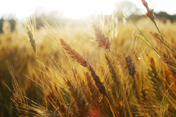 Espigas de trigo en el campo por la mañana