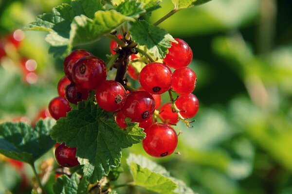 Grappolo succoso di ribes rosso