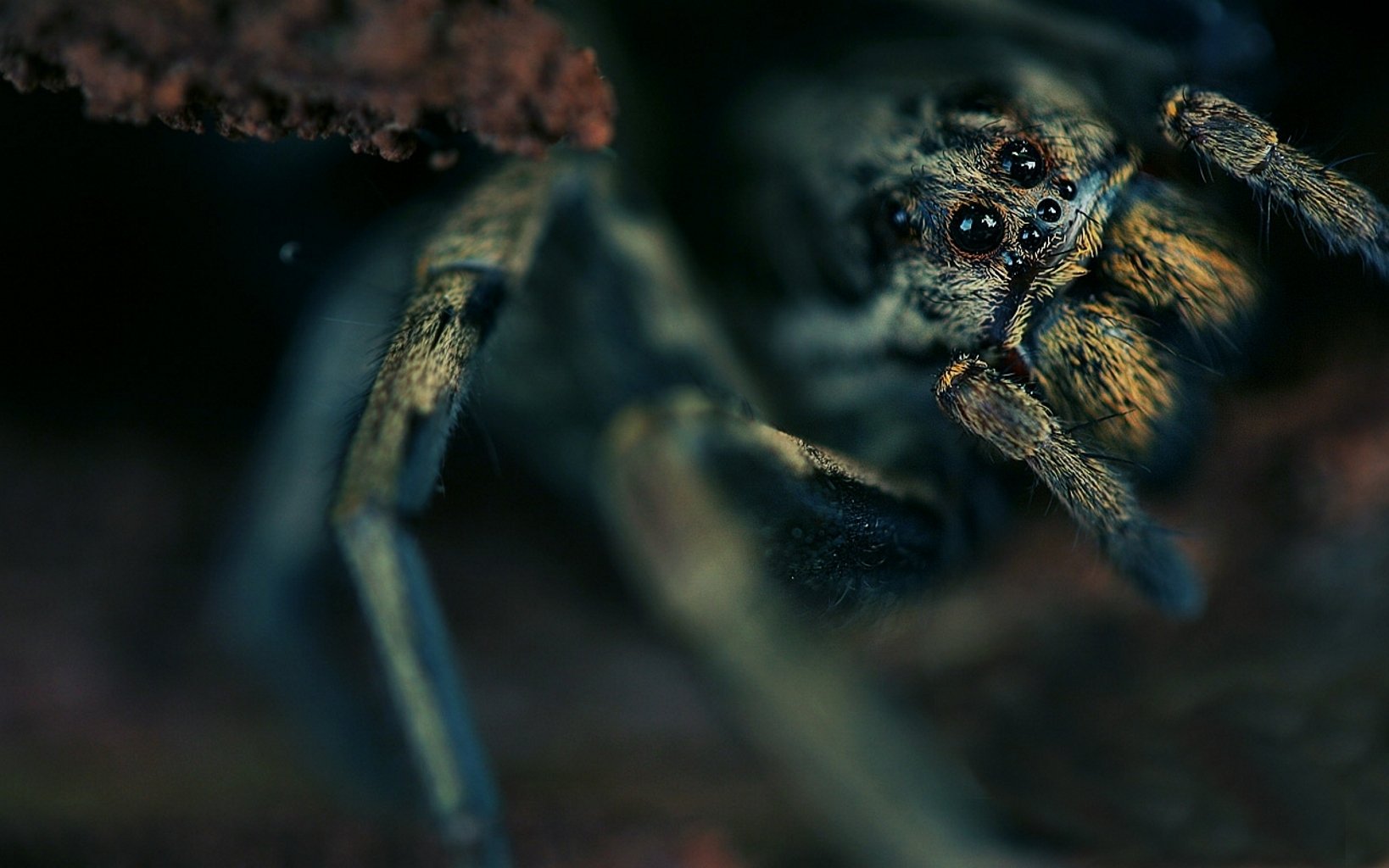 araignée yeux torse poilu cependant