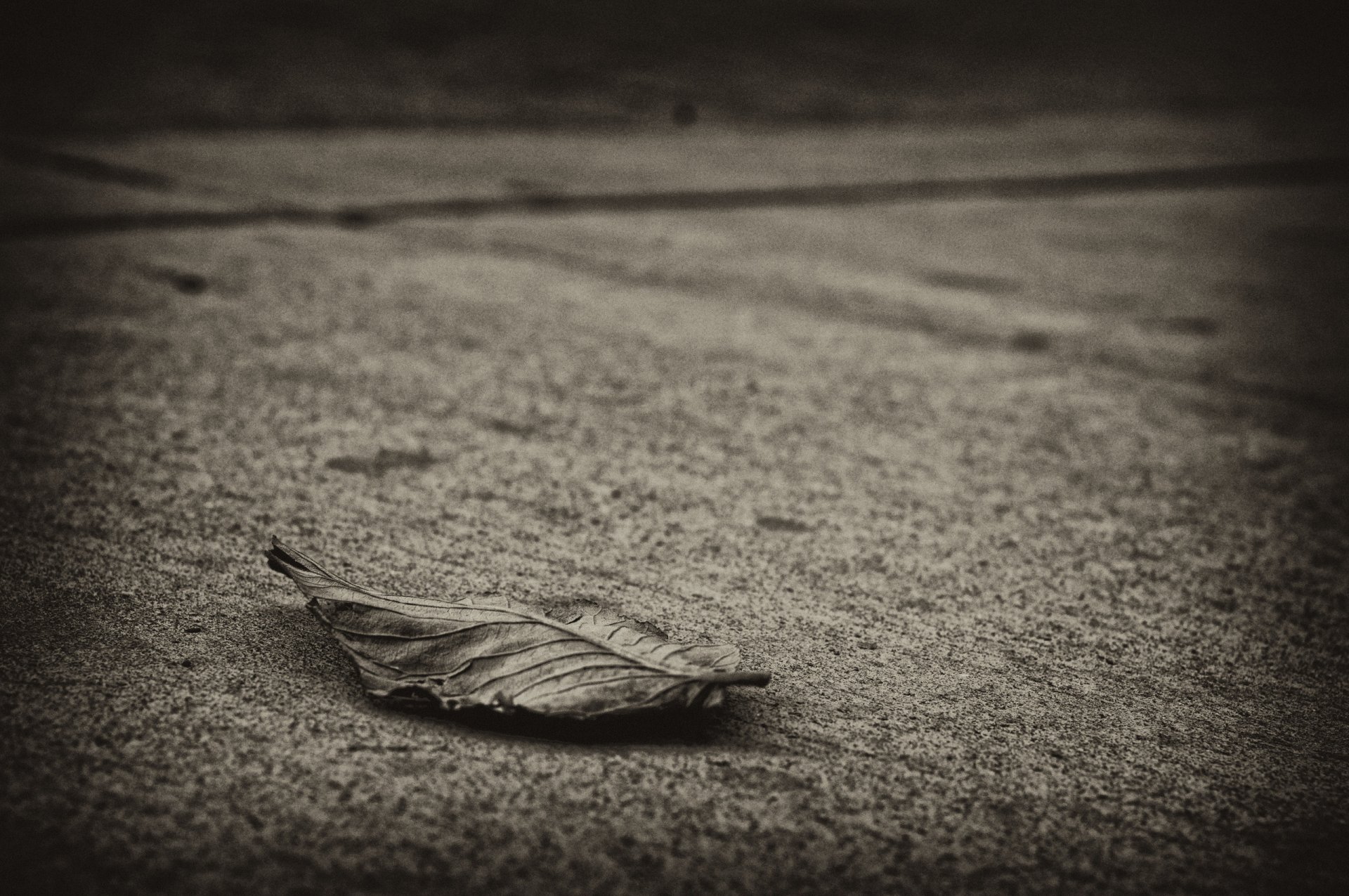 feuilles de macro