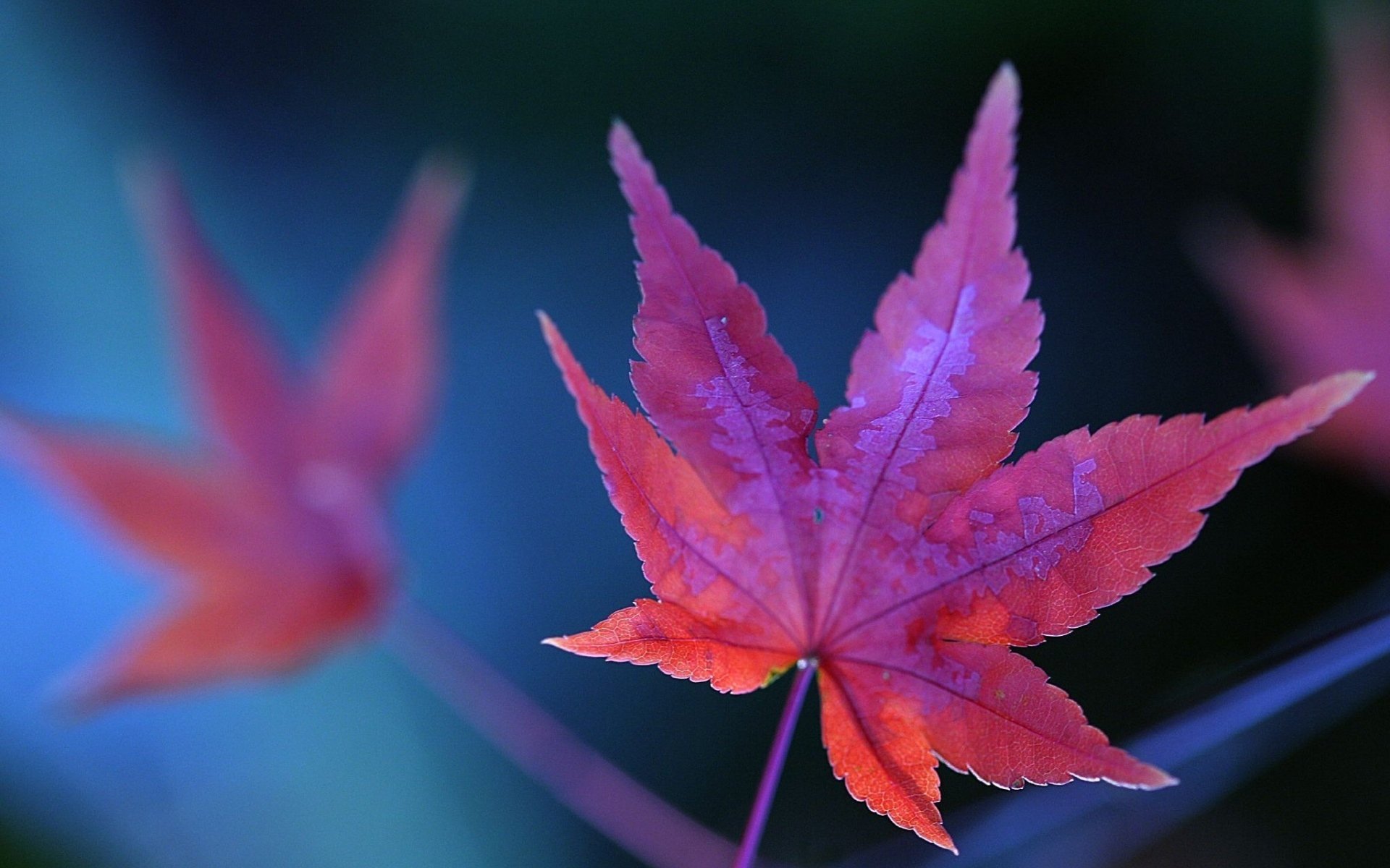 photosynthèse chanvre feuilles