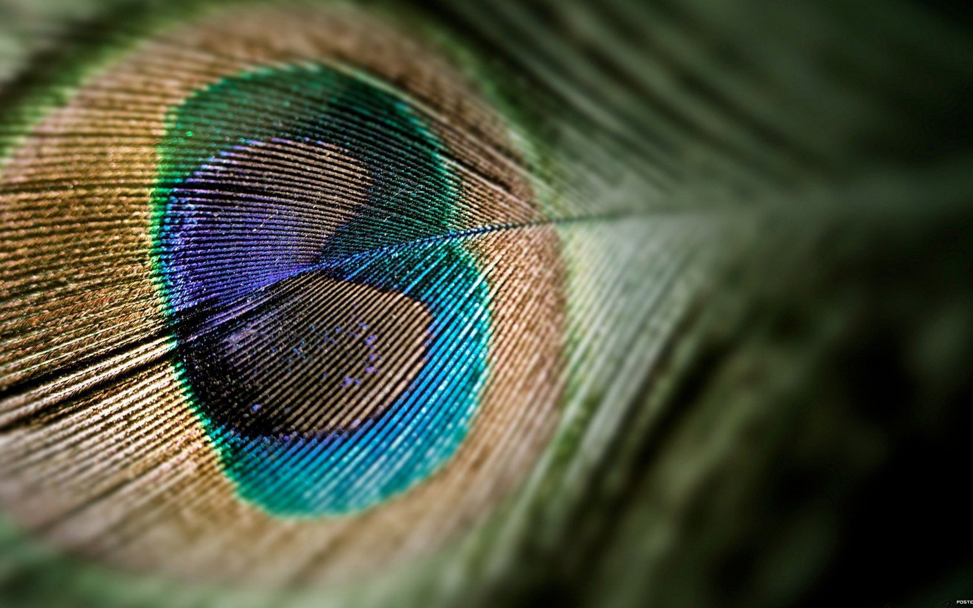 feather peacock close up