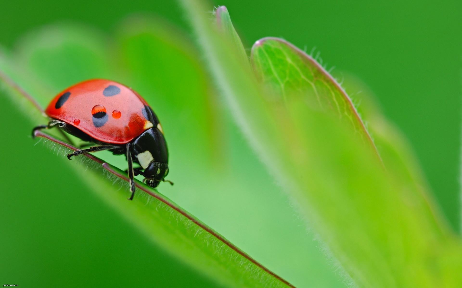 macro scarabeo verde non diviso