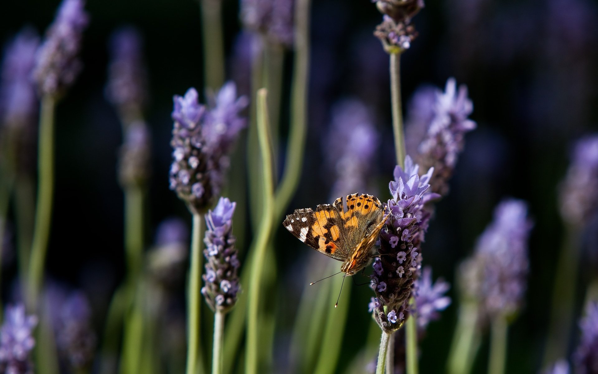 motyl lawenda kwiaty natura