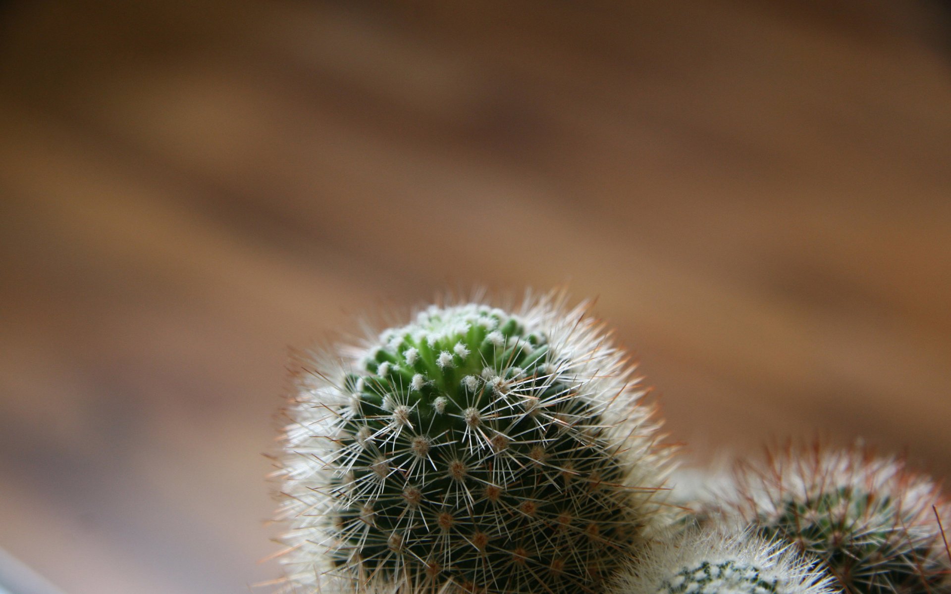 cactus agujas enfoque contra radiación