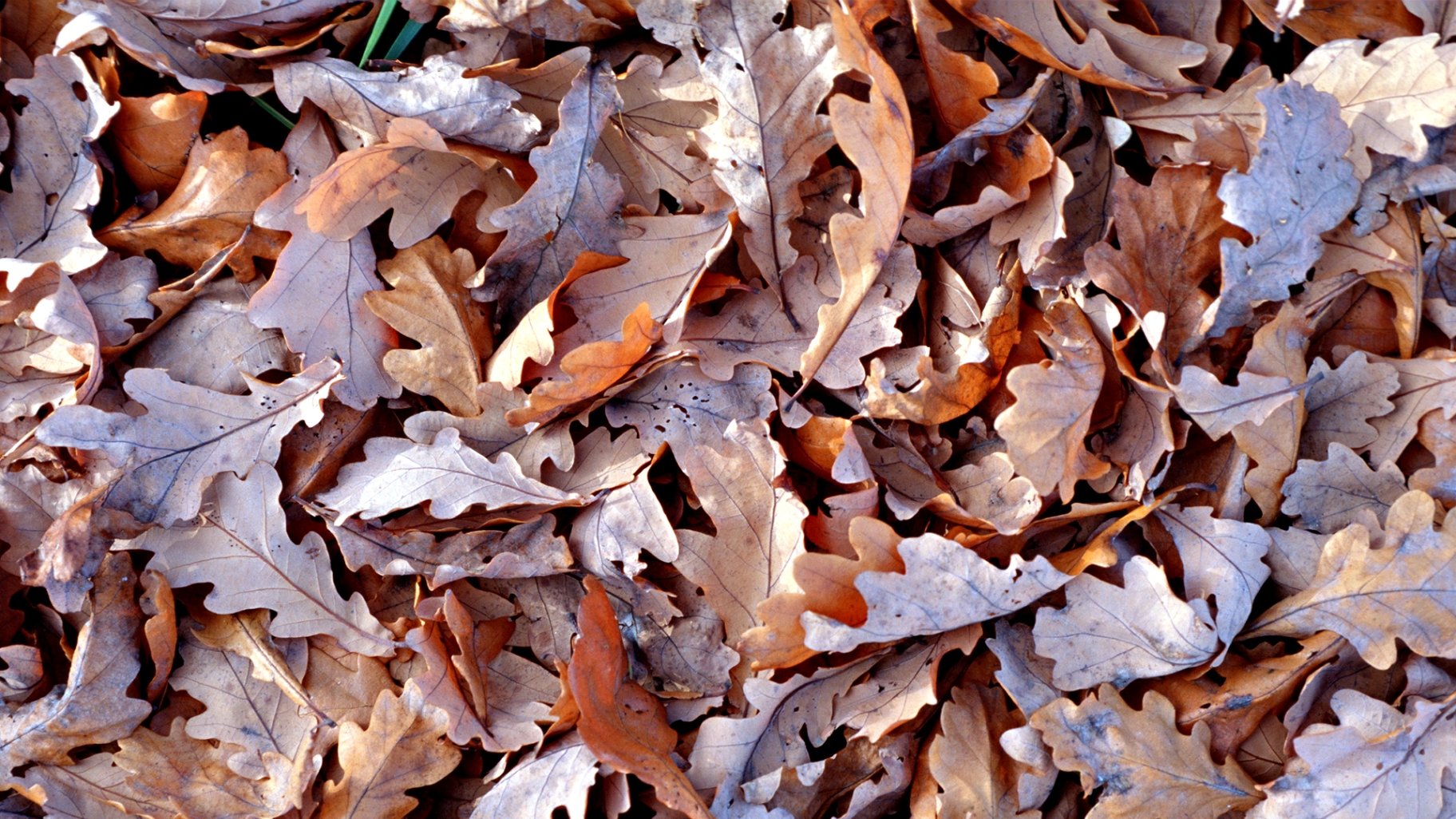 blätter trocken herbst braune tapete foto bild