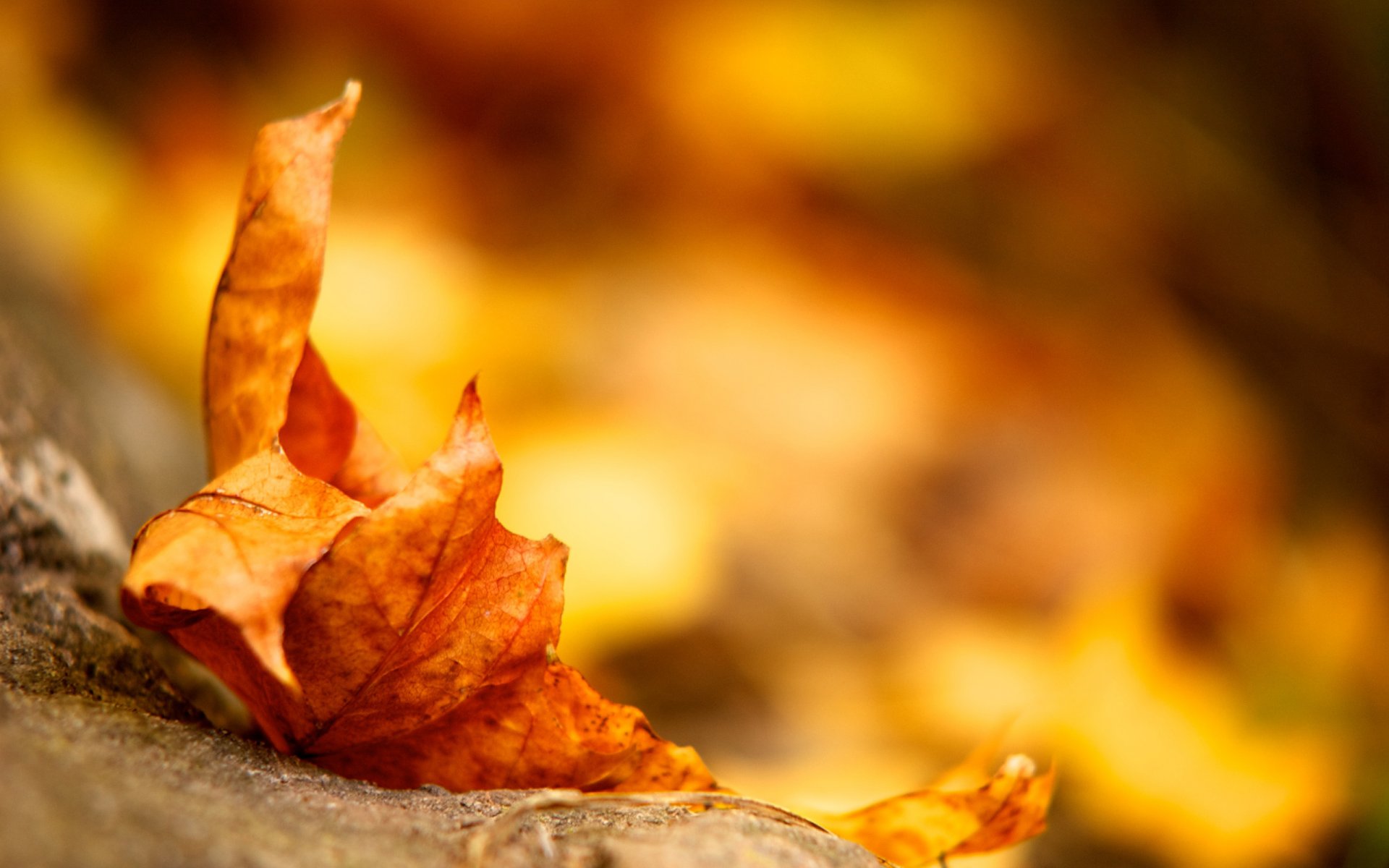 yellow piece autumn land