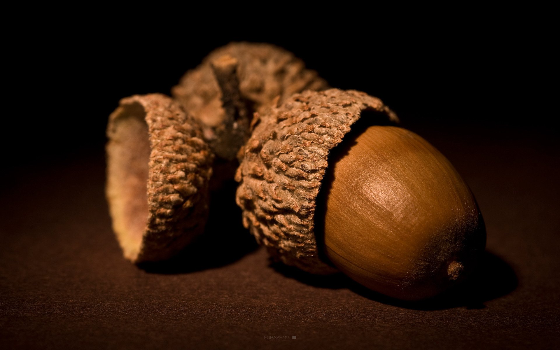 acorn nuts brown