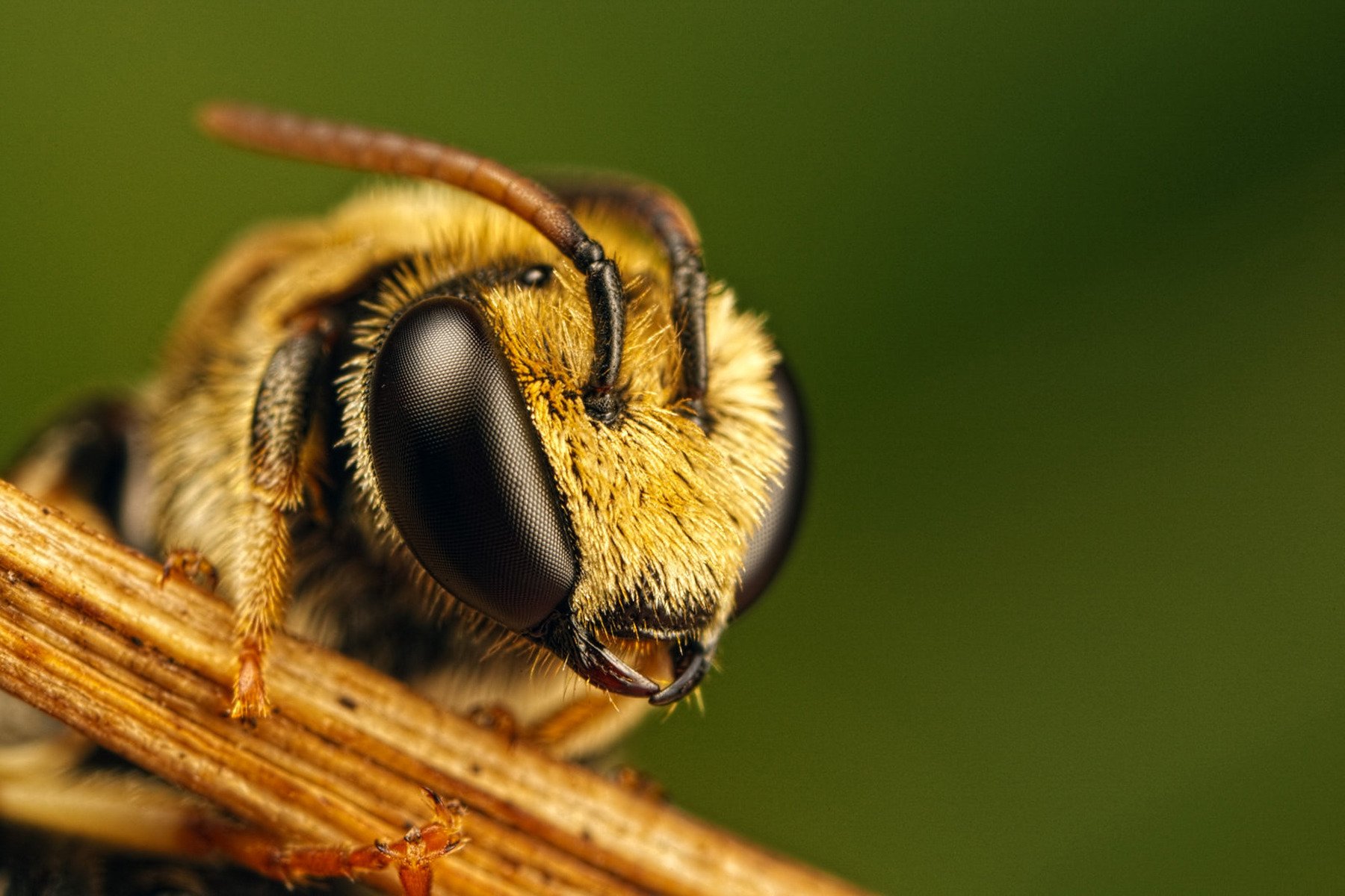 gimnasta abeja ojos