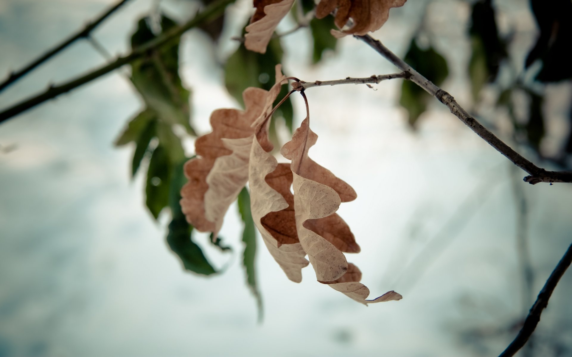 baum zweig blatt