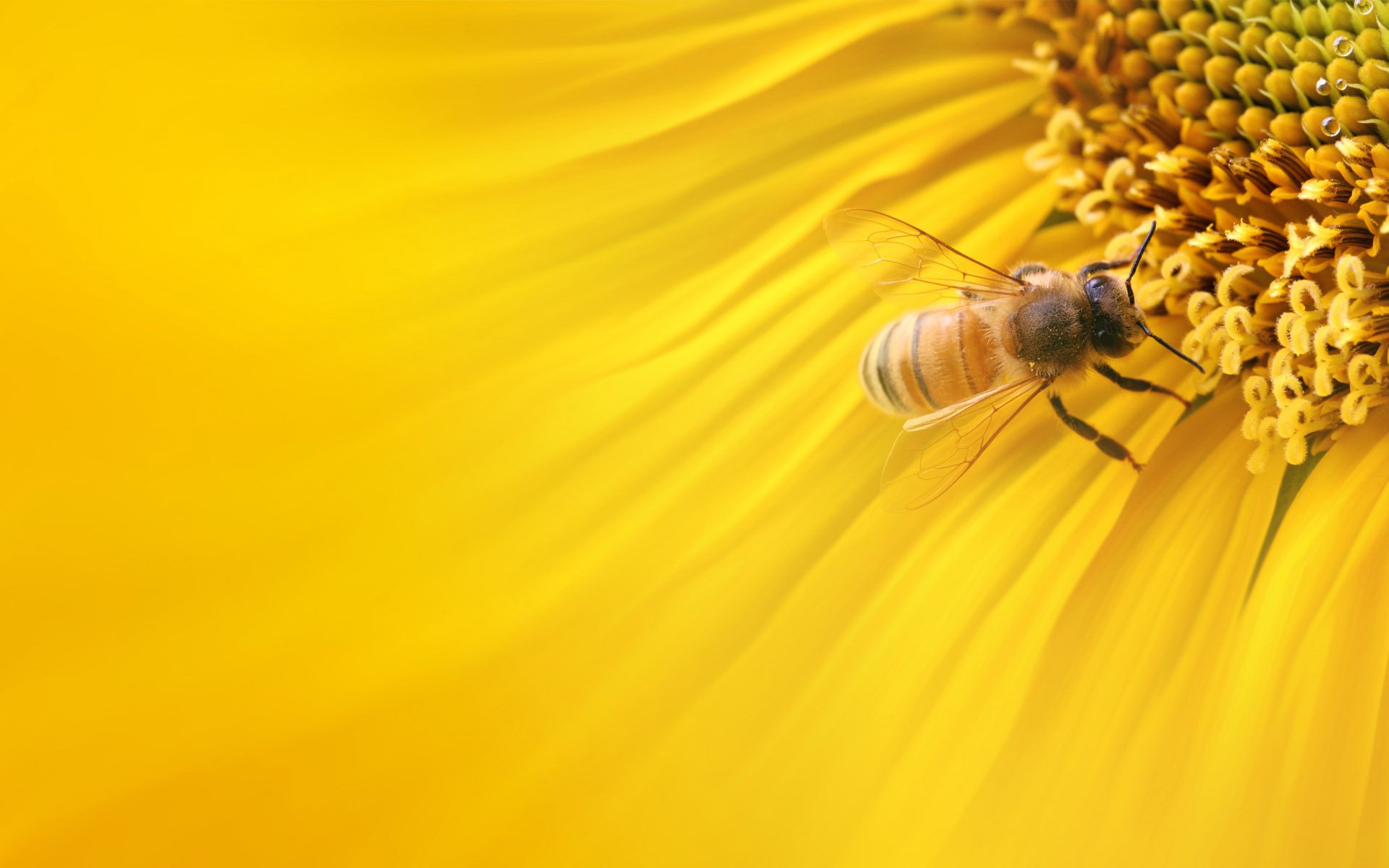 girasole natura macro