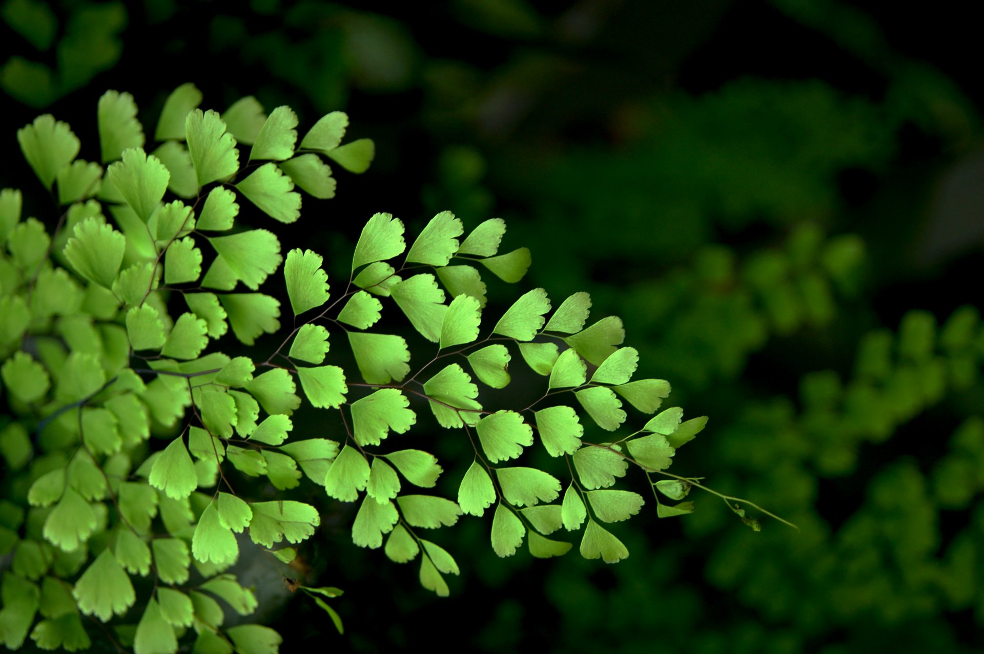 vénus cheveux nature macro buissons feuilles macro buisson