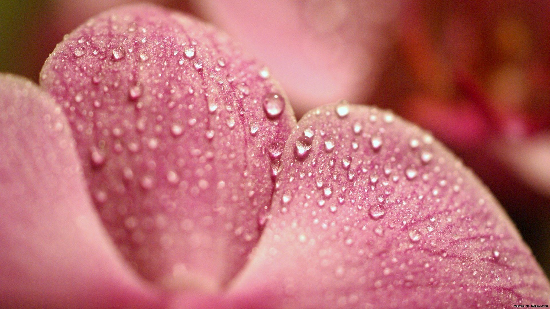 rosa blütenblatt tropfen tau makro