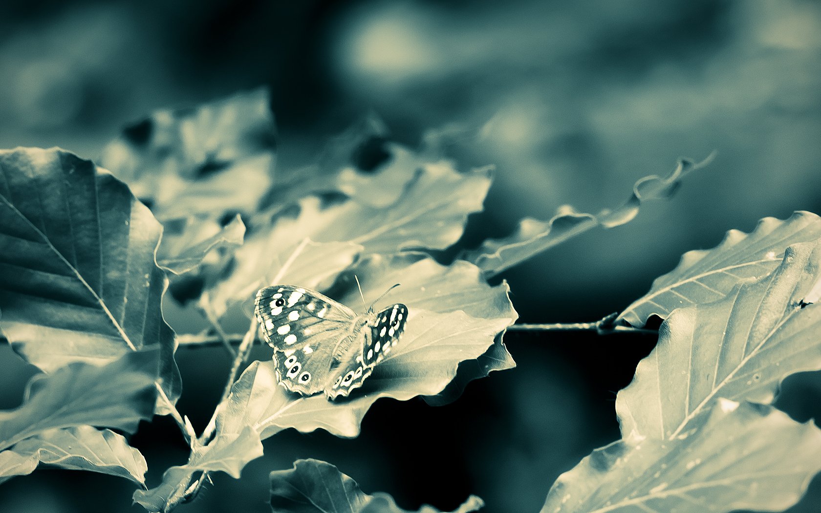 branches feuilles papillon gros plan