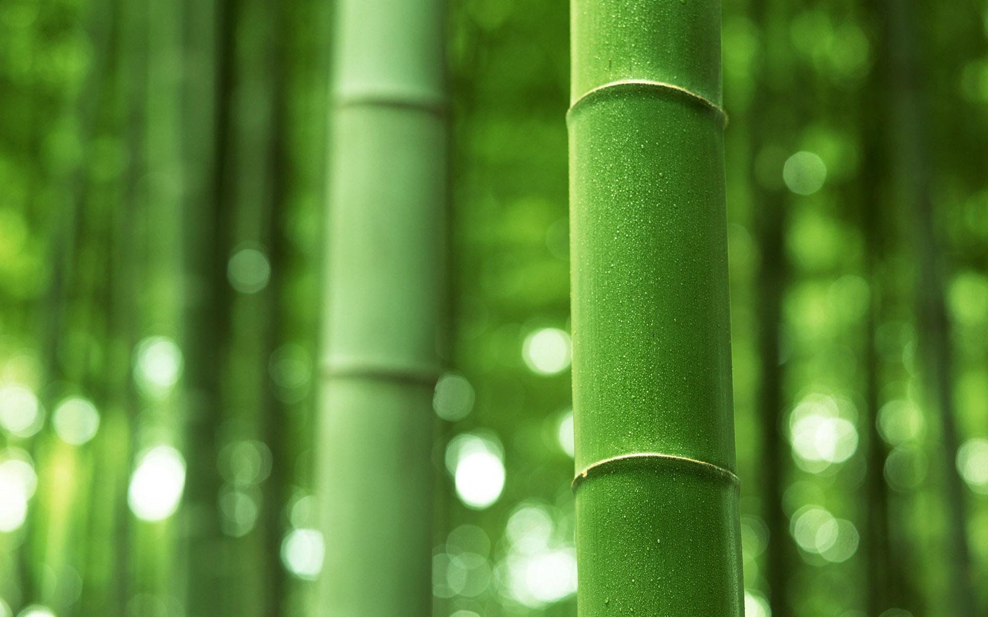 bamboo trunk the stem