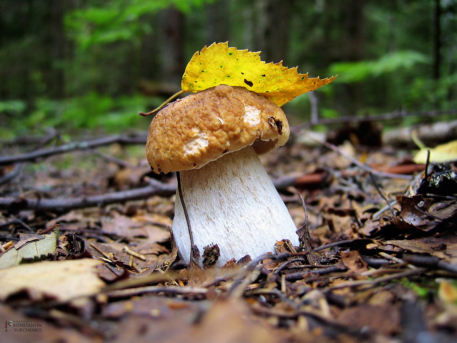 champignon champignon blanc été forêt automne paysage feuille papier peint