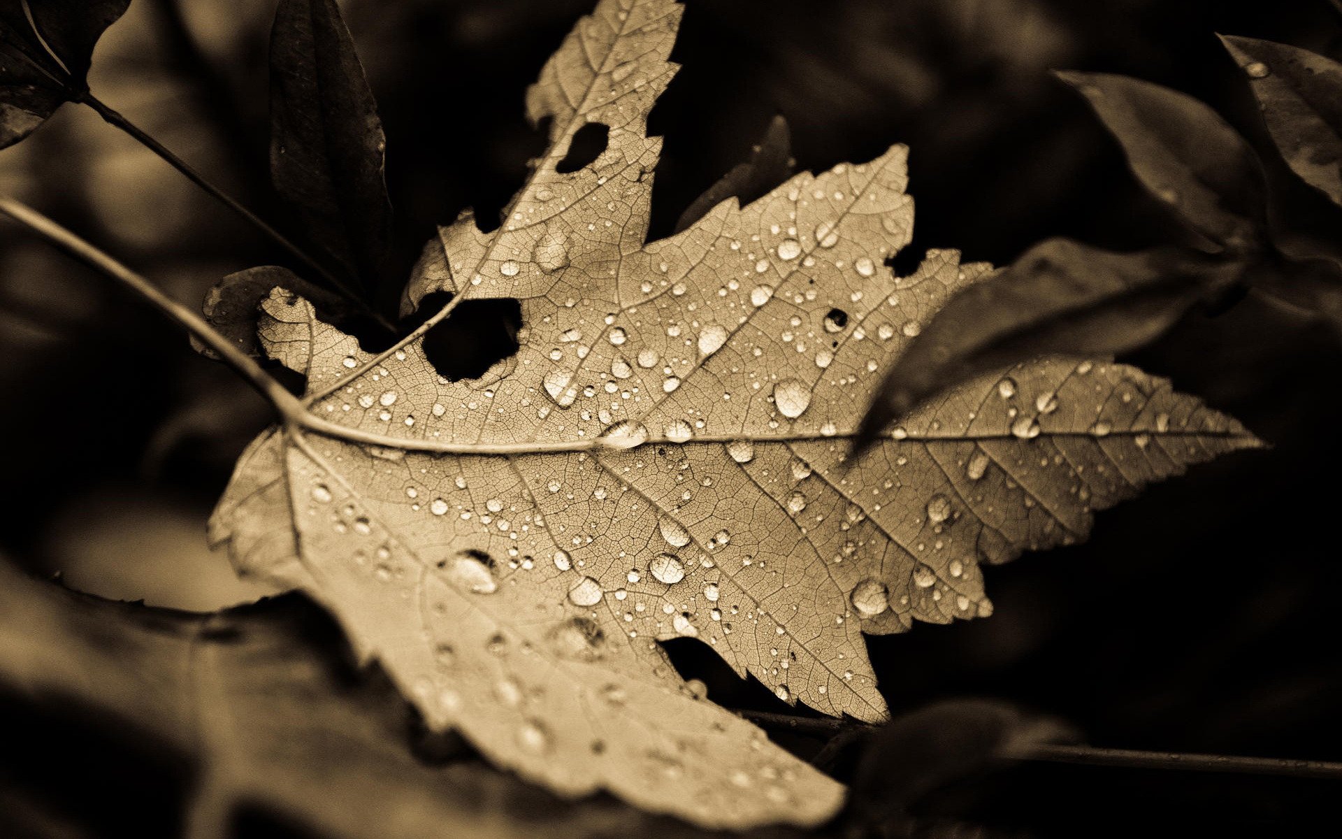 macro feuilles feuille gouttes nature fond