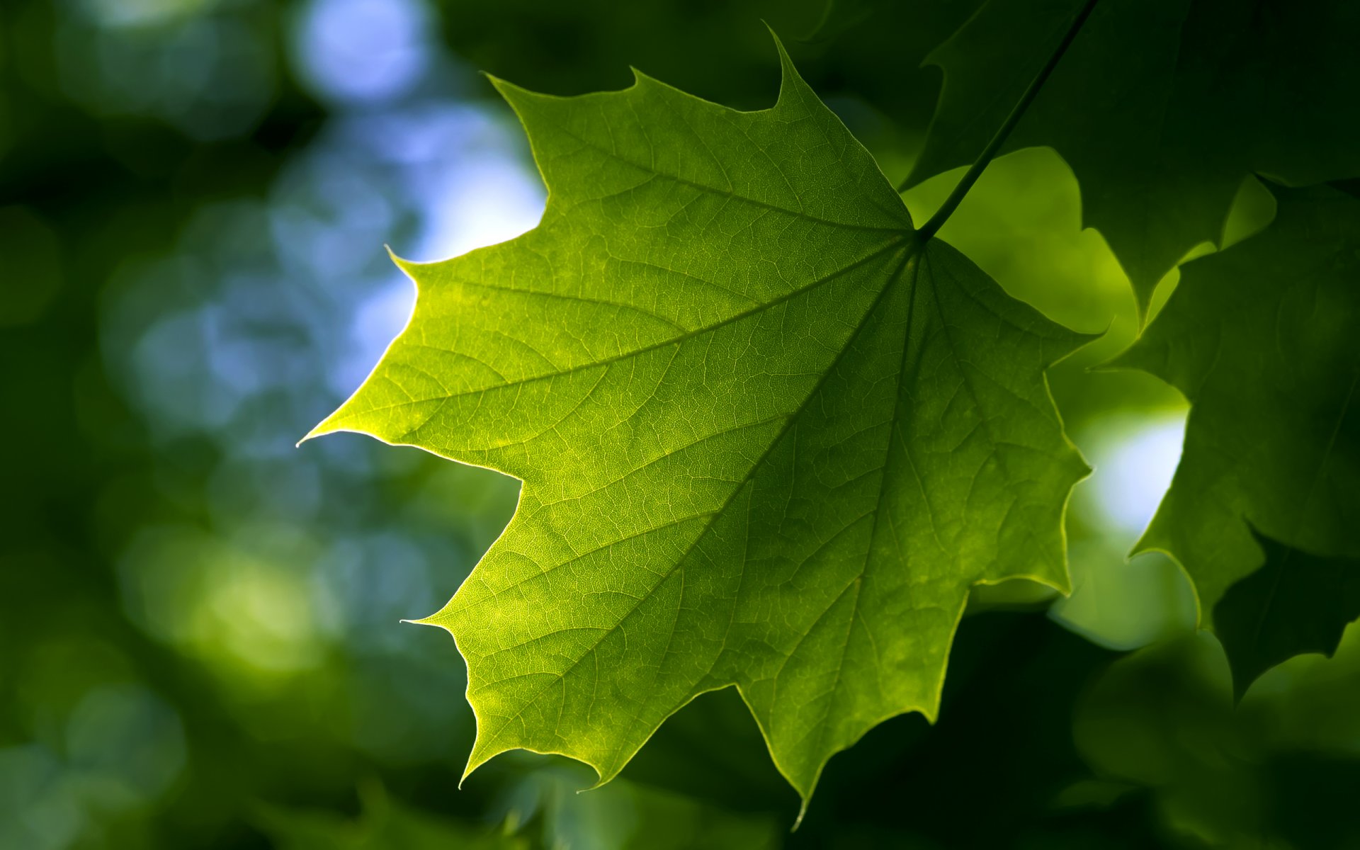 foglia acero estate verde