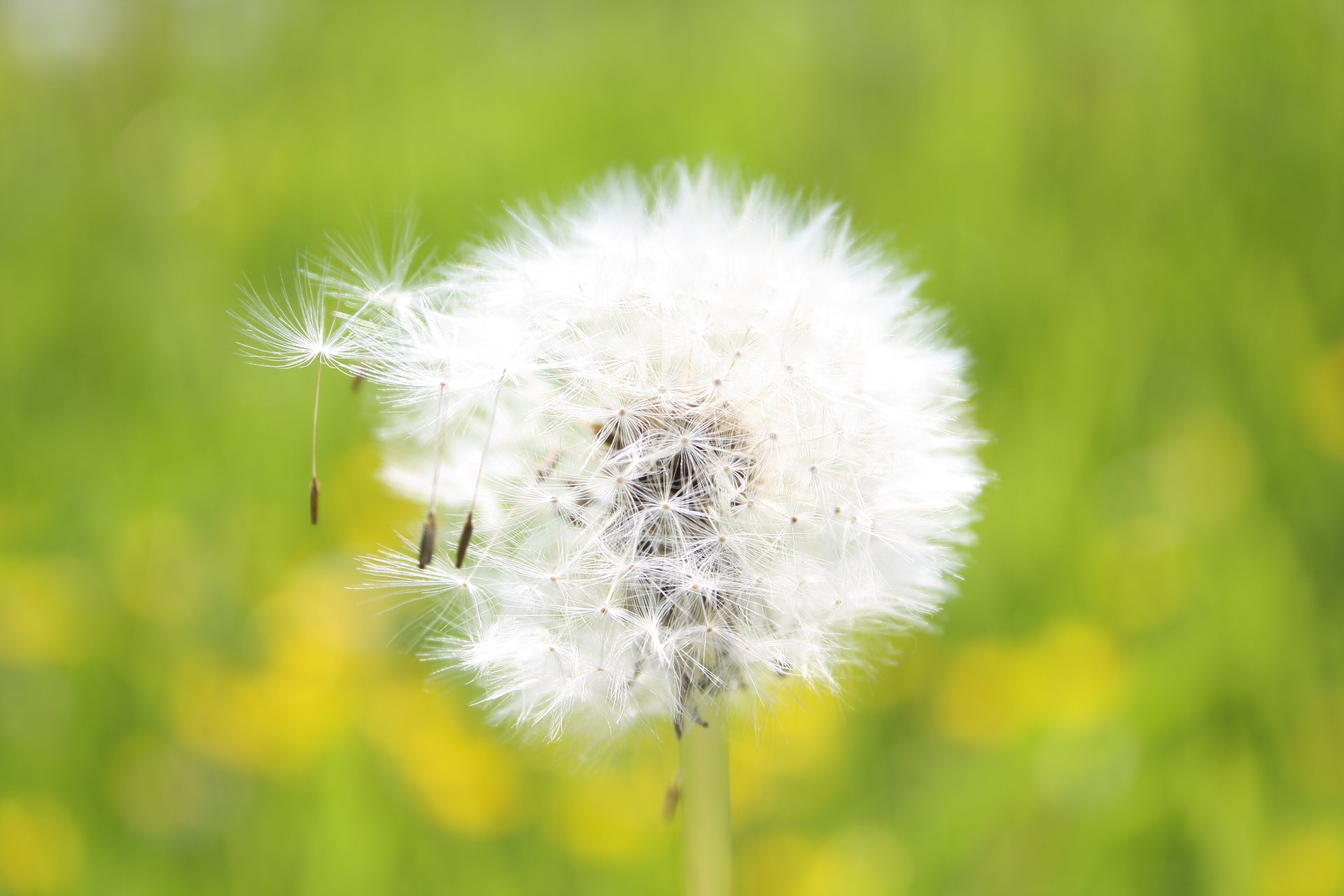 löwenzahn samen flauschig