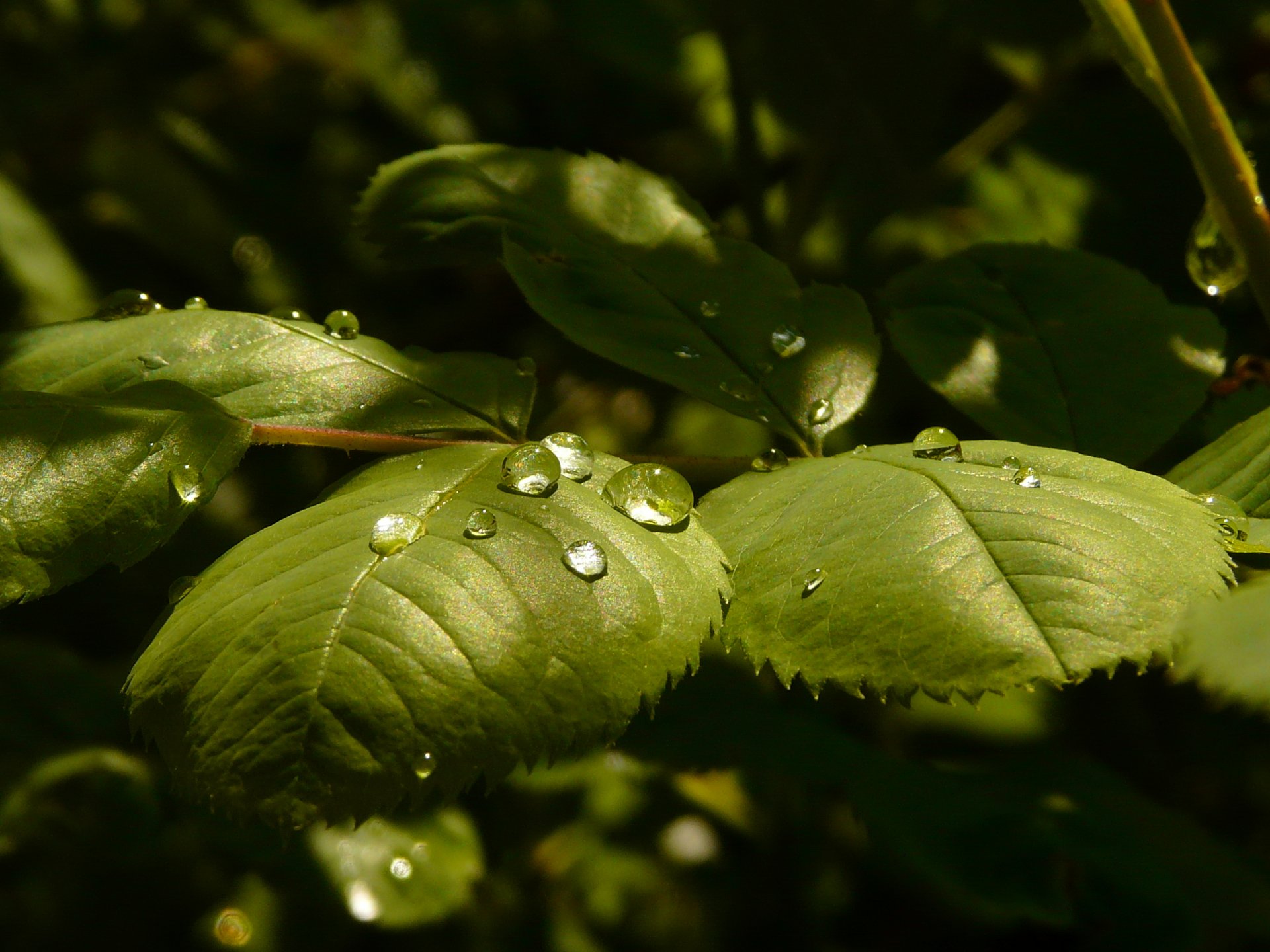 rosa rose leaves drops light